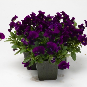 Viola cornuta Venus 'Purple'