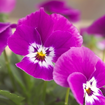 Viola cornuta Venus 'Purple Wing'