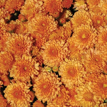 Chrysanthemum x morifolium Ursula™ 'Fancy Orange'