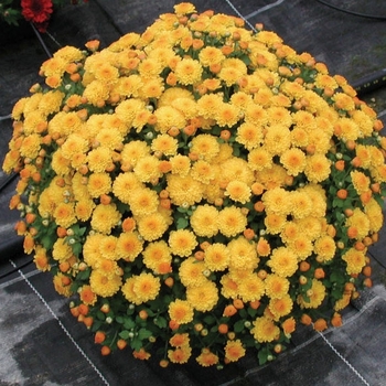 Chrysanthemum x morifolium 'Gold Gigi'