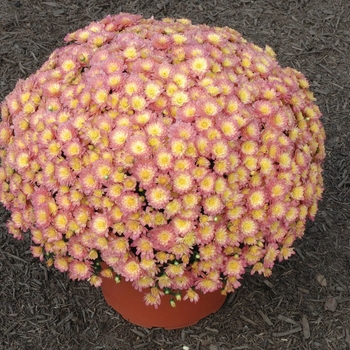 Chrysanthemum x morifolium Jacqueline™ 'Peach Fusion'