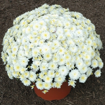 Chrysanthemum x morifolium Jacqueline™ 'Pearl'