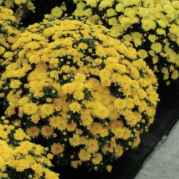 Chrysanthemum x morifolium 'Janice Gold'
