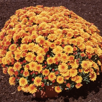 Chrysanthemum x morifolium 'Miranda™ Orange' 