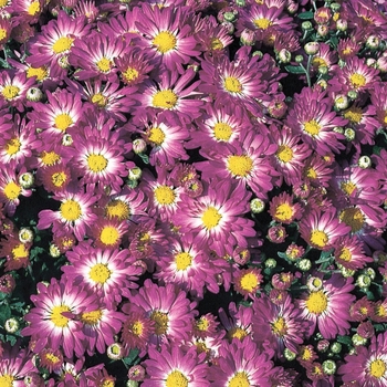 Chrysanthemum grandiflorum Stacy™ Pink