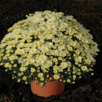 Chrysanthemum x morifolium 'Tiffany White' 