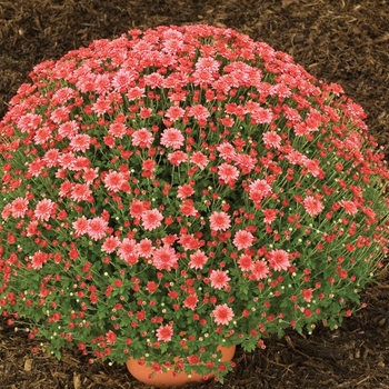 Chrysanthemum x morifolium 'Zesty Victoria Coral' 
