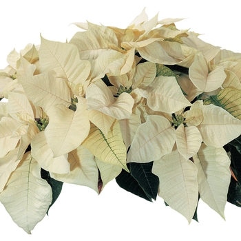 Euphorbia pulcherrima Cortez™ White