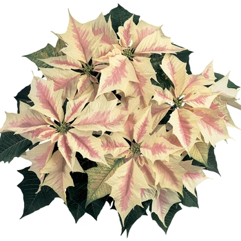 Euphorbia pulcherrima Sonora™ Marble