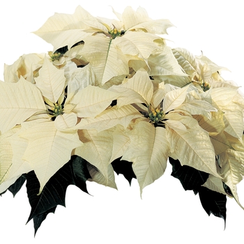 Euphorbia pulcherrima Sonora™ White
