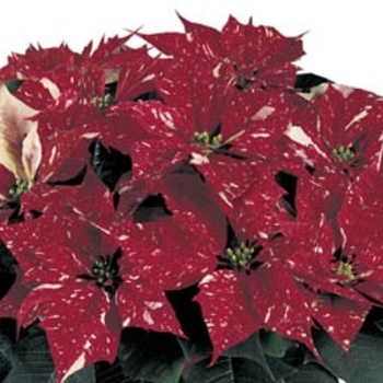 Euphorbia pulcherrima 'Jingle Bells Shades'