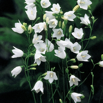 Campanula rotundifolia 'White Gem' 