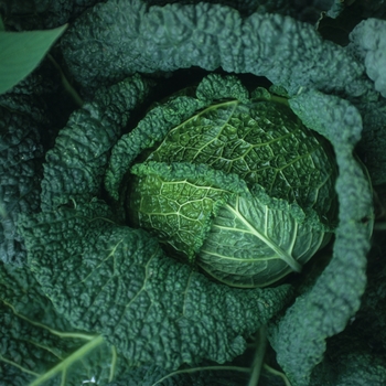 Brassica oleracea 'Primavoy' 