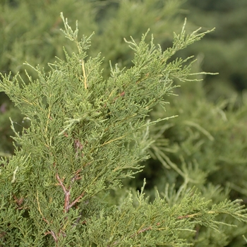 Juniperus chinensis 'Armstrong'