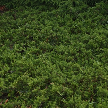 Juniperus virginiana 'Reptans'