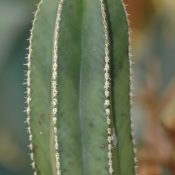 Lemaireocereus marginatus 