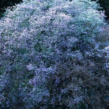 Limonium latifolium 