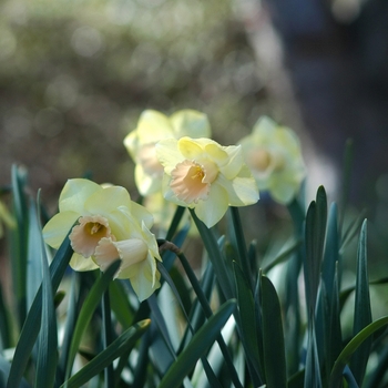 Narcissus 'American Lakes' 