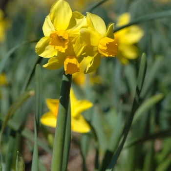Narcissus 'Bittern'
