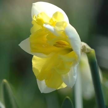 Narcissus 'Blanc de Blancs' 