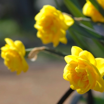 Narcissus 'Brindabella' 