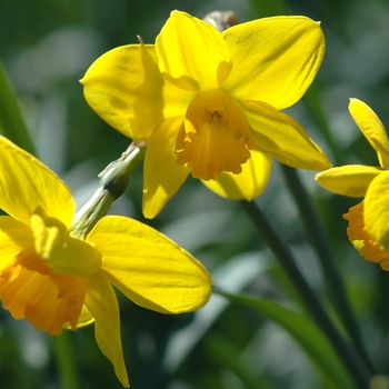 Narcissus 'Ceylon' 