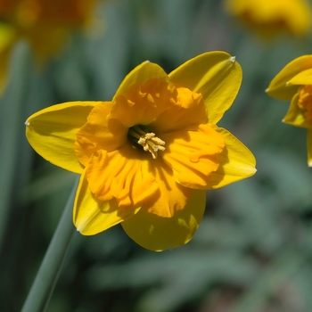 Narcissus 'Colorama' 