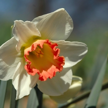 Narcissus 'Pink Charm'