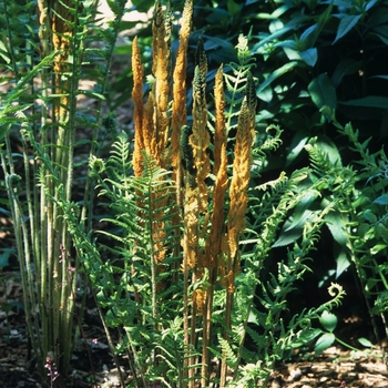 Osmundastrum cinnamomea 