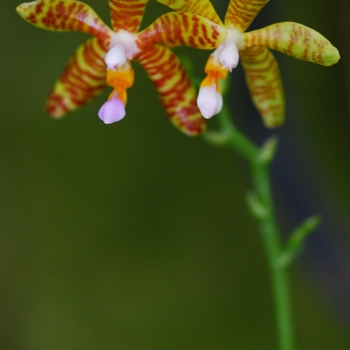 Phalaenopsis fasciata 