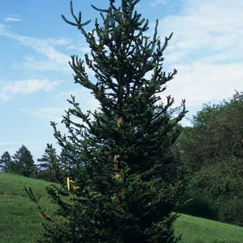 Picea abies 'Hillside Upright'
