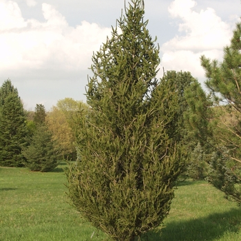 Picea abies f. columnaris 'Kop's Fastigiata'