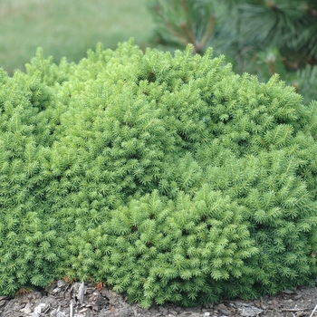 Picea abies 'Wagner'