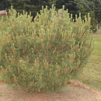 Pinus densiflora 'Heavy Bud' 