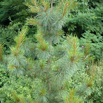 Pinus koraiensis 'Rowe Arboretum' 