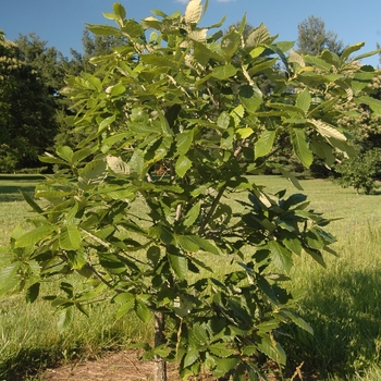 Quercus aliena 