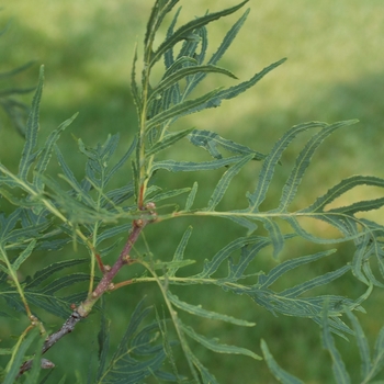 Quercus robur 'Filicifolia' 