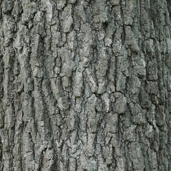 Quercus velutina 