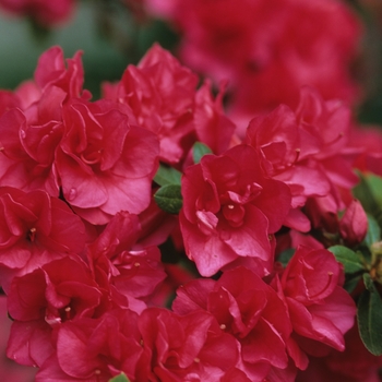 Rhododendron Girard hybrid 'Girard's Christina'