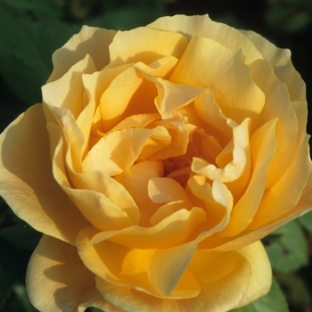 Rosa Easy-to-Love® 'Easy Going™'