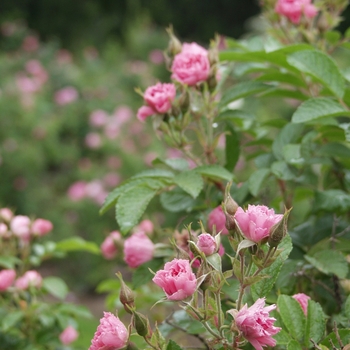 Rosa rugosa 'Pink Grootendorst' 