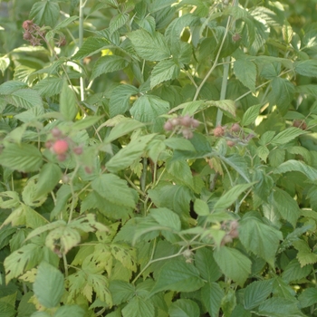 Rubus ideaus 'September'
