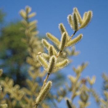 Salix gracilistyla 
