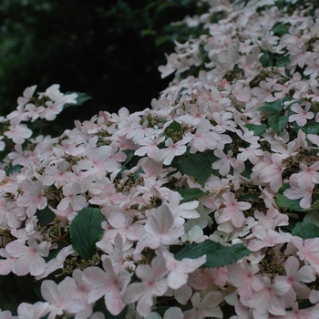Viburnum plicatum f. tomentosum 'Pink Beauty' 