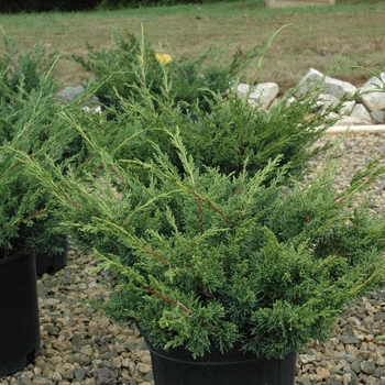 Juniperus chinensis 'Shimpaku' 