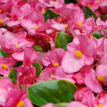 Begonia semperflorens Monza™ Rose