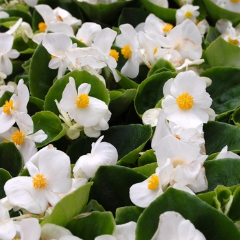 Begonia semperflorens Monza™ White Improved