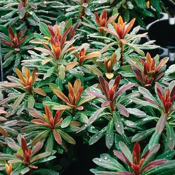 Euphorbia amygdaloides 'Efanthia'