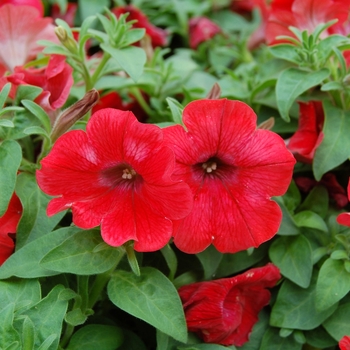 Petunia Whispers™ Red