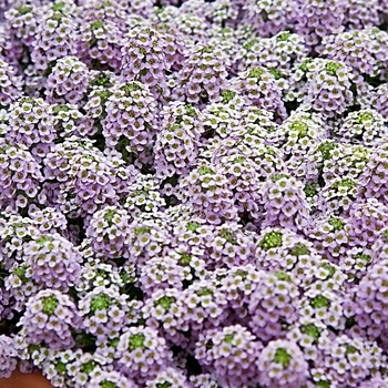 Lobularia maritima 'Wonderland™ Lavender' 
